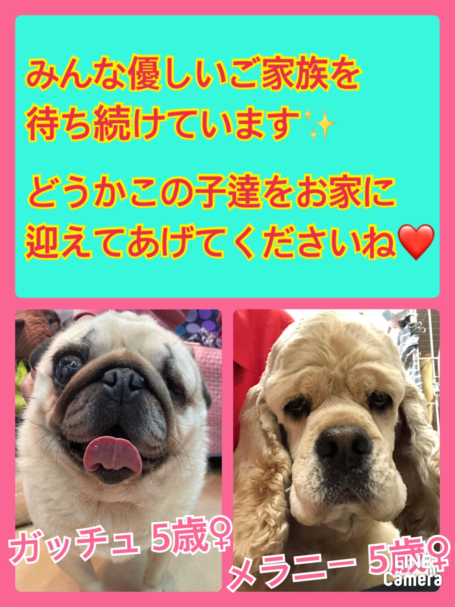 🐾今日の里親様募集中ワンコ🐶メンバーです🐾2021,5,29